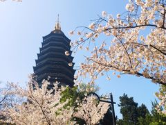-红梅公园
