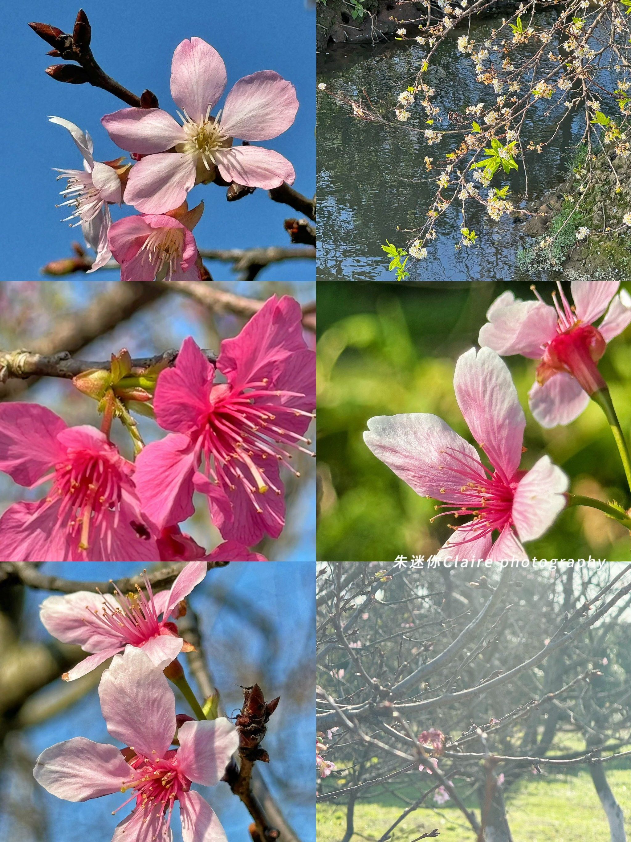 广州春日赏花|海珠湿地公园樱花