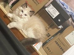 -lincat·猫舍(广州店)