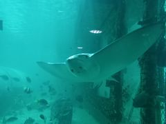 -悉尼海洋生物水族馆
