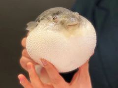 -肆月河豚·新淮扬(金融街店)