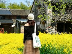 -桑洲油菜花景区