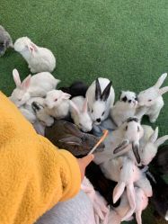 -萌宠亲子动物乐园(槐房万达店)