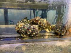 -蒸気海鮮