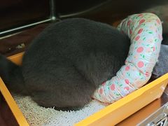 -瑞鹏宠物医院·夜间急症·心超·猫科(祖庙分店)