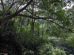 -深圳仙湖植物园