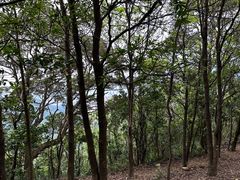 -梧桐山风景名胜区