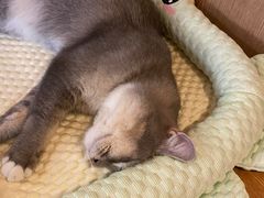 -MOCHA明星猫咖(田子坊店)