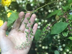 -植物学家的女儿(北马道巷店)