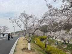 -羊山湖公园