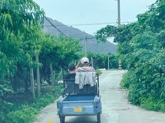 -老袁家蜜桃农场·阳山水蜜桃