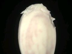 -赛百味(仙林金鹰店)