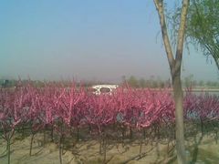 -大兴滨河森林公园