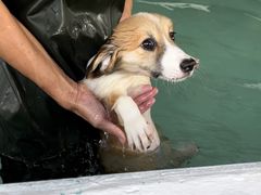 -趣多多宠物公园·宠物训犬学校·宠物寄养