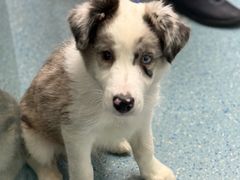 -顺强宠物诊所·狂犬免疫·夜诊·骨科(嘉定店)