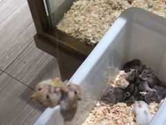 -悠尼宠物·独立低压伊珊娜洗护·美容·寄养(兰谷路店)