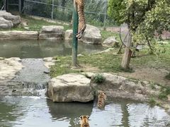 -常州淹城野生动物世界