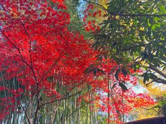 -秋霞圃