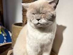 -猫小院猫主题餐厅(南锣旗舰店)