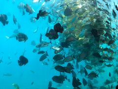 -瑞德姆美人鱼海底演艺主题餐厅(亚龙湾店)