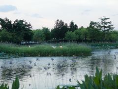 -映月湖公园