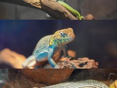 -正佳雨林生态植物园