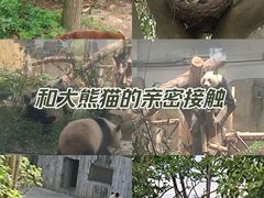 -成都大熊猫繁育研究基地
