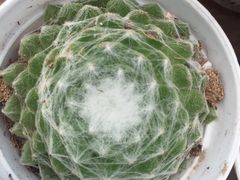 -荷兰花海