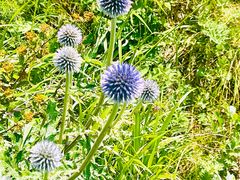 -白草畔自然风景区