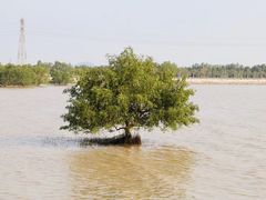 -宝安西湾红树林湿地公园
