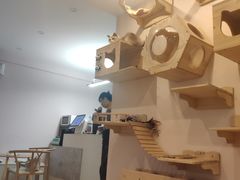 -猫咪派对(江南西店)