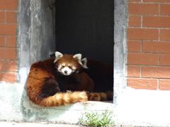 -哈尔滨北方森林动物园