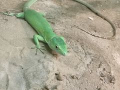-上海大自然野生昆虫馆(东方明珠·爬宠昆虫探索中心)