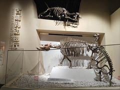 -国家自然博物馆