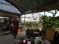 -马陆小张葡萄园农家乐