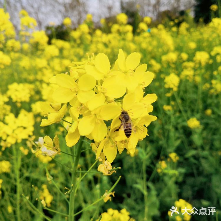 三月里的世纪公园，最喜欢这片油菜花田❤️