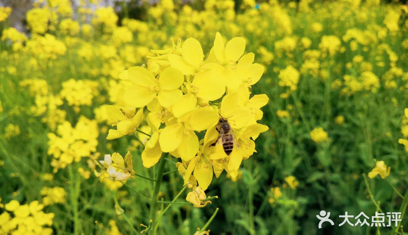 三月里的世纪公园，最喜欢这片油菜花田❤️