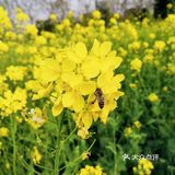 三月里的世纪公园，最喜欢这片油菜花田❤️