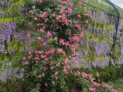 -都江堰玫瑰花溪谷