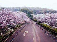 -武汉大学-樱园