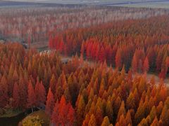 -黄海国家森林公园