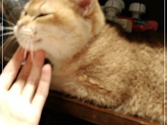 -逗柴咖啡屋·狗咖猫咖宠物桌游