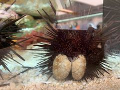 -上海海洋水族馆