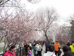 -桃花堤公园