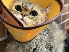 -安安宠医宠物医院·异宠·犬猫内科(岳阳分院)