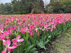 -上海鲜花港