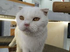 -喵园·猫主题咖啡厅·撸猫·猫咖(国贸店)