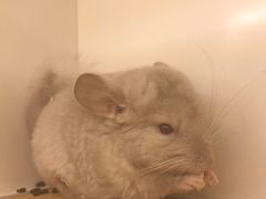 -龙猫仔乐园(惠福东路店)