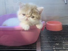 -猫的天空之城概念书店(苏州平江店)