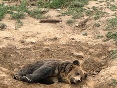 -青藏高原野生动物园